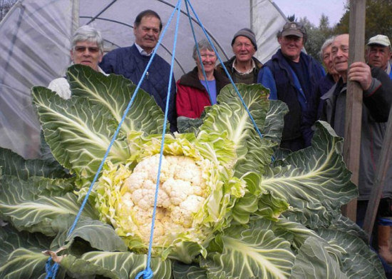 男子种出世界最大菜花27公斤创世界纪录(组图)