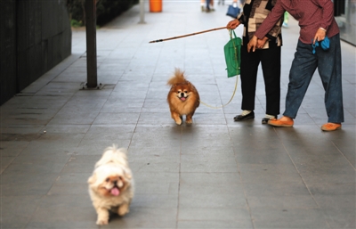 5月9日,慈云寺桥,两位遛狗的市民一个拴着狗绳,一个没拴狗绳。 新京报记者 薛珺 摄