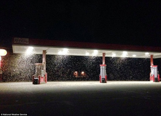 蜉蝣袭击下的美国小城