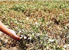 7月28日，温县黄河滩区田地里的庄稼苗因干旱而枯黄。 新华社发