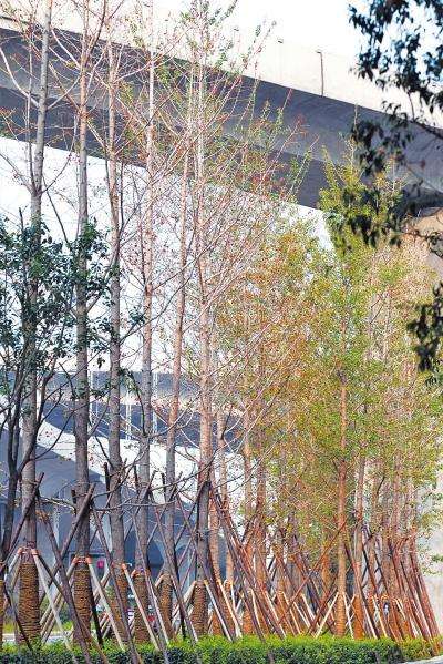 郑州部分生态廊道银杏现枯叶现象 被指种得太密