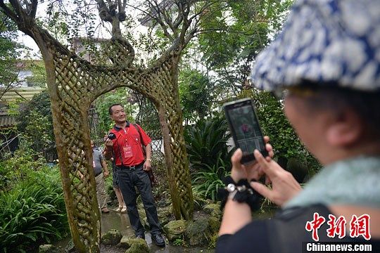 9月22日，成都市郫县一生长了近100年的紫薇树吸引了众多拍摄者。这棵树在生长过程中被人为打造，便逐渐生长成门形，其估价也达到了200万人民币。中新社发 张浪摄