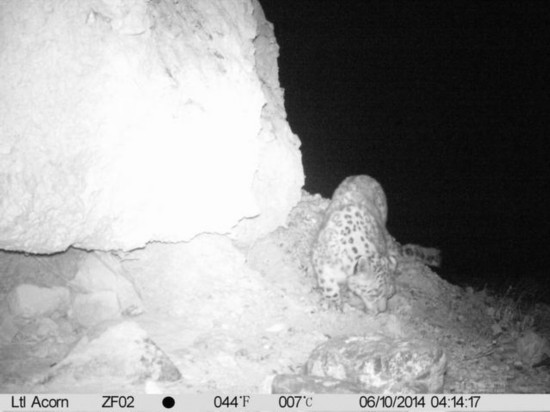 组图：珠峰自然保护区首次拍到野外雪豹