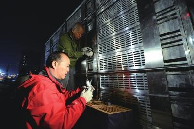 北京放飞和平鸽前严格安检 确保未带可疑物