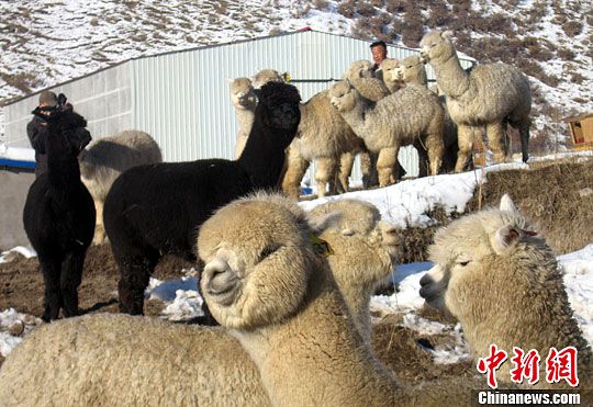 中国首次大规模引进羊驼300峰羊驼落户新疆