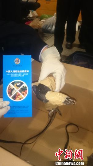 上海出入境检验检疫部门查获国际濒危动物水巨蜥